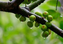 2013-chosungrung-download